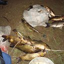 ���� ������, ������, 42 ���� - ��������� 17 ���� 2011 � ������ �������