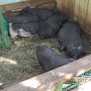 ���� �������, �������� - ��������� 8 �������� 2012 � ������ ���� ����� ��������.���� "������" ������ʻ