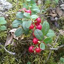 ���� ����, ������, 44 ���� - ��������� 15 ������ 2011