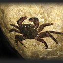   (Paolo Genua),  -  29  2009    