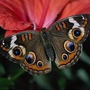 ���� Angely, ������� - ��������� 2 ������ 2011 � ������ ���� ����������