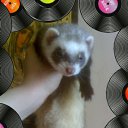 ���� Vovan, �����-���������, 50 ��� - ��������� 13 ������� 2010