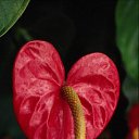 ���� ������, ���-����, 27 ��� - ��������� 17 ������� 2009