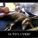 ���� �����, ������������� - ��������� 17 ����� 2010 � ������ �������������!!!�