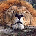 ���� �������, ���������, 52 ���� - ��������� 23 ���� 2011