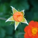 ���� Olesya, ������, 42 ���� - ��������� 13 ������� 2010 � ������ ��������...�