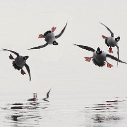 ���� Lion, ������, 49 ��� - ��������� 20 ����� 2012