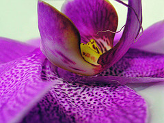 ���� Zak-zek, �������, 40 ��� - ��������� 20 ������� 2010