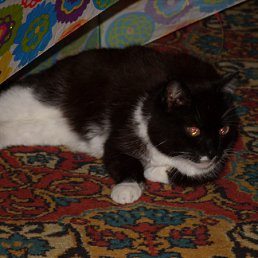 ���� ���������, �����������, 42 ���� - ��������� 5 ������ 2010