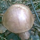 ���� ����, �����-���������, 55 ��� - ��������� 15 �������� 2010 � ������ ���� ����� 2010�