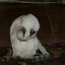 ���� ���������, ����������, 35 ��� - ��������� 26 ������ 2011 � ������ ���������=)�