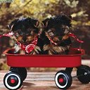  Lika,  -  3  2010      :)