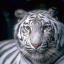 ���� �����, �����������, 61 ��� - ��������� 8 ����� 2012