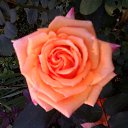 ���� �������, ������, 57 ��� - ��������� 14 ���� 2012 � ������ ���� ������