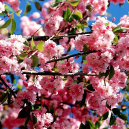 Ann, �����������