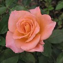 ���� ����� - ���������� ��������!!!, �����������, 56 ��� - ��������� 15 ������ 2010 � ������ ����ۻ