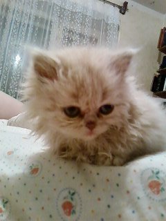 ���� ������, ���������, 38 ��� - ��������� 26 ������� 2010