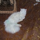 ���� �������, ������, 40 ��� - ��������� 10 ����� 2011 � ������ ������