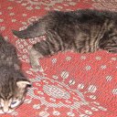 ���� ���������, ������ ��������, 46 ��� - ��������� 28 ������ 2009 � ������ ���� ��������: ������� (31.10.09)�