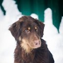  , , 38  -  11  2012   PetLove