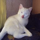 �������� �� ������� ����� ��� ������������