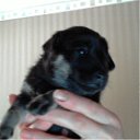  Zanna, , 53  -  28  2013    