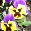 ���� Olga, ������� - ��������� 11 ������� 2011