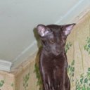 ���� ��������, �����-���������, 34 ���� - ��������� 26 ������ 2010