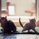 ���� �������, ��������, 40 ��� - ��������� 12 ������ 2013 � ������ ���� ����������