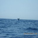 ������� �������� ���� �� ������� ����-�����