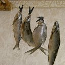  Sasha,  , 56  -  8  2012   