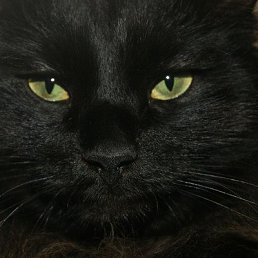 ������, ���������, 54 ����