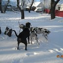  Nadezhda, , 52  -  27  2011    ϸ, ,       / My Dogs, Horses, Cats and others