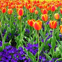 ���� Smile, ������, 55 ��� - ��������� 20 ������ 2010 � ������ ���� ����� � ������