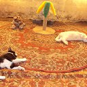 ���� �� ������� �� ������� ����� ��� ������������