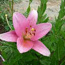 ���� ���������, ������-����������, 36 ��� - ��������� 6 ������� 2011 � ������ ���� ����������