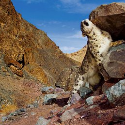 ���� C�����, ������������, 68 ��� - ��������� 27 ������ 2011