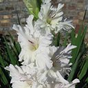 ���� �������, ����, 65 ��� - ��������� 7 ������� 2010 � ������ ������ �����������