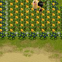 ���� �������, ����������, 36 ��� - ��������� 27 �������� 2012 � ������ �Tropikania�