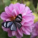 ���� Loluna, ����������, 25 ��� - ��������� 19 ������� 2011 � ������ ���� ����������