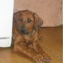 ���� ��������, Ѹ��!!!, �������, 38 ��� - ��������� 14 ������ 2011 � ������ �������