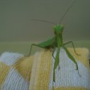 ���� ���, ������, 39 ��� - ��������� 23 ������� 2011