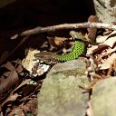 ���� Antey, ������, 44 ���� - ��������� 24 ���� 2013 � ������ ���� ����������