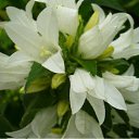 ���� �������, �����, 60 ��� - ��������� 10 ������� 2009 � ������ ���� ��������