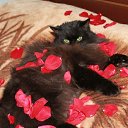 ���� �����, ������, 45 ��� - ��������� 13 ������� 2012 � ������ �������