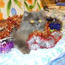 ���� ����, �����-���������, 70 ��� - ��������� 28 ������� 2012 � ������ �������