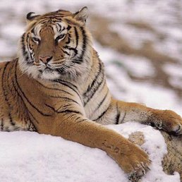 ������, ���������� �����, 51 ���