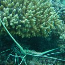 ���� Alexey, ������, 73 ���� - ��������� 20 ������ 2011