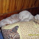  ,  , 33  -  27  2009    