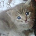 ���� Seva, ����, 61 ��� - ��������� 26 ������ 2011 � ������ ���� ����������